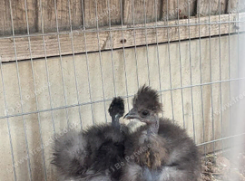 NAKED NECK SILKIES &ndash; SHOW GIRLS