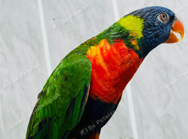 Rainbow Lorikeet