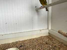 Green finch male