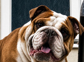 Traditional English bulldog Stud service only