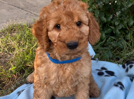 Cockapoo puppy