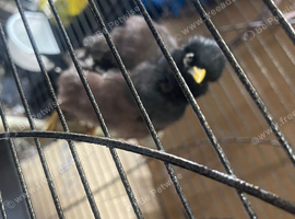 Semi tame manya