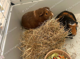 Male guinea pigs