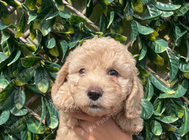 Beautiful Cavapoochon puppies