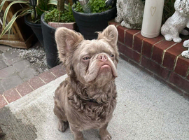 Fluffy Isobel&rsquo;s frenchie stud