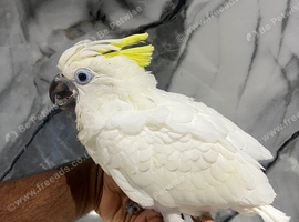 Hand-Rearing Friendly Baby Super Tame Cuddly Sulphur Crested cockatoo