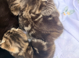 Tabby/bengal mix