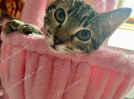 Beautiful little tabby kitten