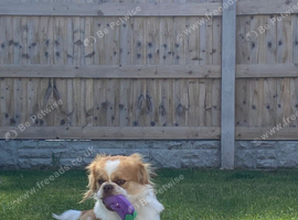 Japanese Chin Cross with a Shituz Male 13 Months Old