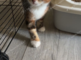 I&rsquo;ve got 2 kittens looking for new homes