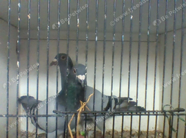 for sale 2 pair of racers
