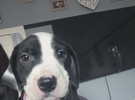 American bully cross dalmation (Girl)
