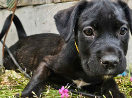 Alsatian cross cane corso puppys