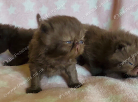 Chocolate & Black Exotic Shorthair Kittens Available