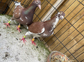 Nice pair Muleuman racing pigeons for sale in Birmingham