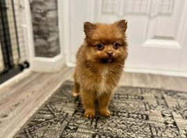 Adorable Pomeranian Boy Ready Now.