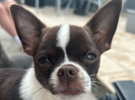 6month old chihuahua boy for sale