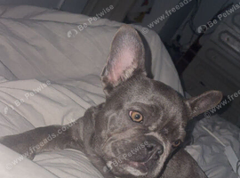 male french bulldog