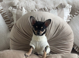 Black and Tan Chihuahua puppy bitch