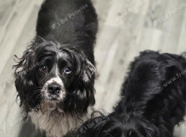 2 stunning cocker spaniel females