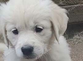 ***Last girl***Snowy white retriever puppies