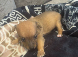 7 beautiful puppies