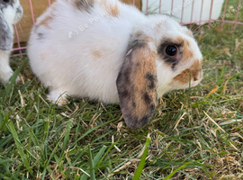 3 lovely lop boys