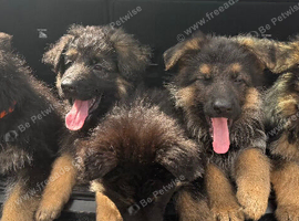 Kc reg German shepherd pups