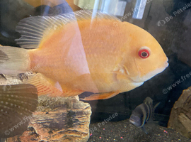 Golden Severum