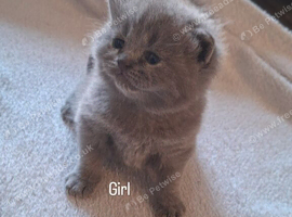 Top quality Blue British shorthairs for Sale