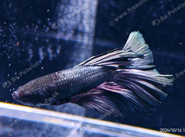Betta Males/females or pairs available, from &pound;10
