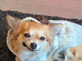 Long haired female chihuahua