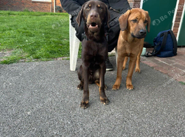 10-Month-Old Kelpie Mastiff Cross Looking for His Forever Home