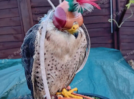 Male lanner
