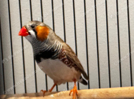 Zebra Finches