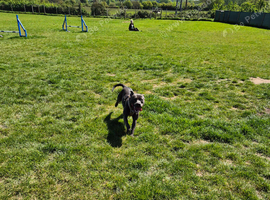 12 month old staffie