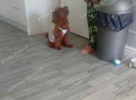 9mouth old cockapoo