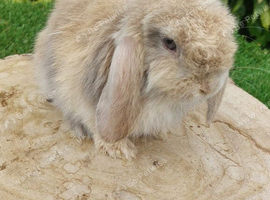 Pure bred mini lop baby rabbits