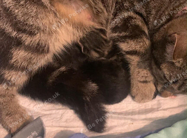 Kittens