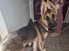 German Shepherd X Husky Female 12 Week Old Puppy in Aberdeen City