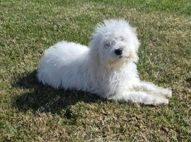 Goldendoodle girl