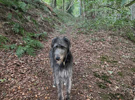2yr old Deerhound available for Stud