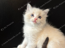 LAST GIRL.LAST boy Rare lilac bicolour ragdolls
