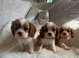 Cavalier King Charles pups