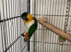 Pair of Black headed Caiques