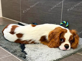 Kc registered cavalier King Charles