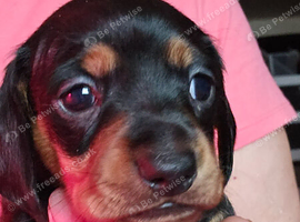 2 stunning Daxi ready to leave