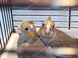 Cockatiels
