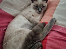 2 cats for sale