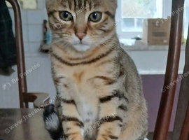 Bengal boy 10 weeks old